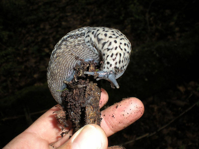 Limax subalpinus  Lessona 1880 dal Monte Musine (TO)